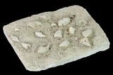 Mississippian Cuneate Coral (Neozaphrentis) Fossils - Arkansas #148605-2